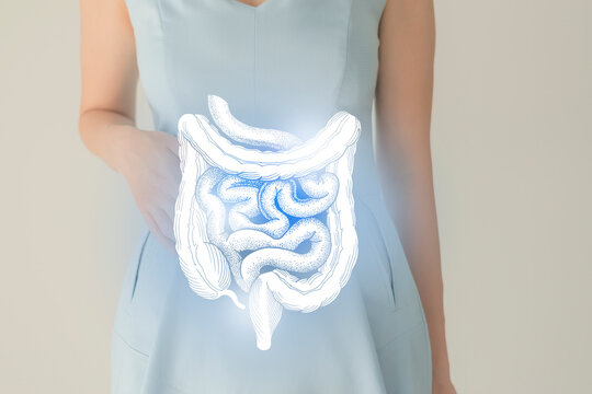 Woman in blue clothes holding virtual intestine in hand. Handrawn human organ, detox and healthcare, healthcare hospital service concept stock photo
