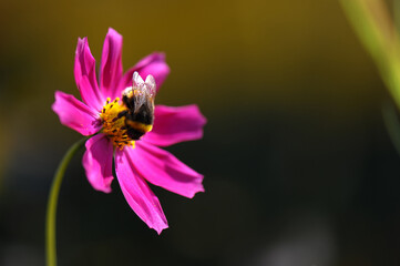 Fototapeta Trzmiel na fioletowym kwiecie Kosmosu obraz