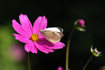 Fototapeta Motyl na fioletowym kwiecie Kosmosu. obraz