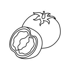 Simple Tomato, with hand drawn outline vector illustration