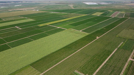 Obraz premium Vegetables field in summer