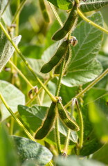 Soybean pods on soybean plantation, on blue sky background, close up. Soy plant