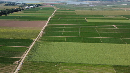 Obraz premium Vegetables field in summer