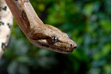 Abgottschlange // Red-tailed boa (Boa constrictor)