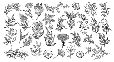 Plant nature hand drawn set. Collection botanical element.Elegante vintage style.Isolated in white background.