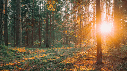 Beautiful Sunset Sunrise Sun Sunshine In Sunny Summer Coniferous Forest. Sunlight Sunbeams Through Woods In Forest Landscape