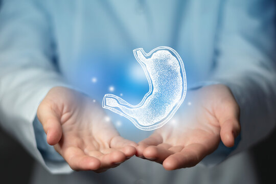 Gastroenterologist doctor, stomach specialist. Aesthetic handdrawn highlighted illustration of human stomach. Neutral grey background, studio photo and collage.