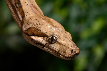 Red-tailed boa // Abgottschlange (Boa constrictor)