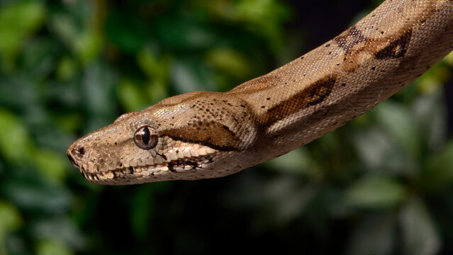 Abgottschlange // Red-tailed boa (Boa constrictor)