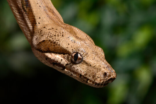 Red-tailed boa // Abgottschlange (Boa constrictor)