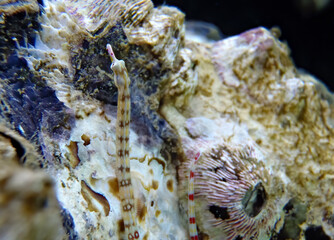Pipe-fish among coral reefs. It belongs to the family Syngnathidae wherewhere there are more than...