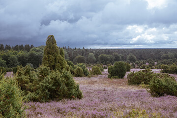 Heathland in Germany. Vacation in the country in Germany or Holland