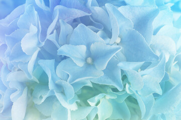 Hortensia plant with beautiful flowers, closeup. Toned in light blue color