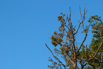 branches against blue sky