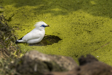 White Bali Starling Going to Take Bath