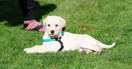 Cute Lab Puppy!