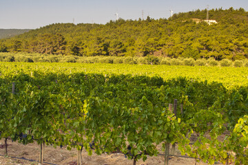 Fototapeta na wymiar Sunny vineyard fields in Urla, Turkey. High quality photo