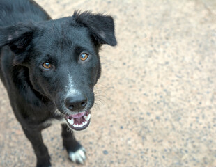 portrait of a black dog