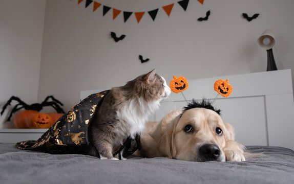 Dog and cat with pumpkins for halloween. Golden Retriever and Kitten Playing on the Sofa in Halloween Costumes