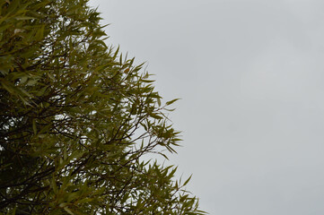 branches against sky