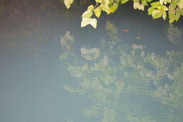 autumn leaves background