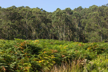 Vegetation in the region of Galicia, Spain