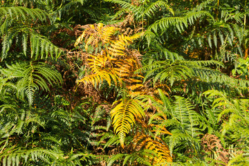 Vegetation in the region of Galicia, Spain