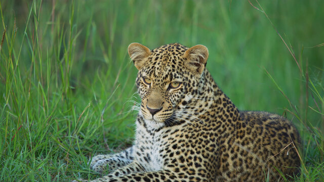 Sri Lankan leopard, Panthera pardus kotiya, big spotted cat lying on the tree in the nature habitat, Yala national park, Sri Lanka.
