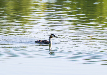 Great crested grebe bird floating on the Danube river