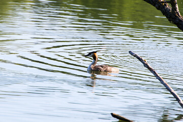 Great crested grebe bird floating on the Danube river