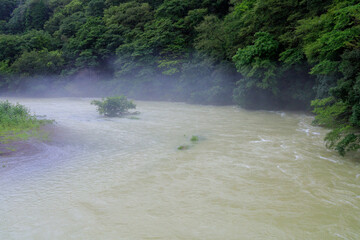 river in the forest
