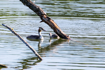 Great crested grebe bird feeding his baby on the Danube river