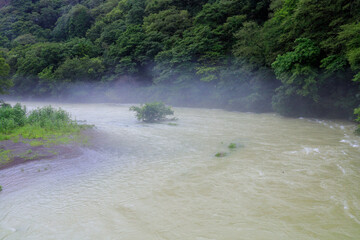 Obraz premium river in the forest