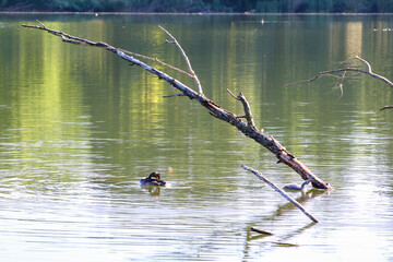 Great crested grebe bird floating on the Danube river
