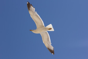 Seagull, bird that is usually at sea.