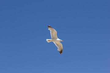 Fototapeta na wymiar Seagull, bird that is usually at sea.