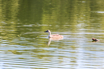 Great crested grebe chicken floating on the Danube river