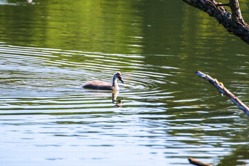 Great crested grebe chicken floating on the Danube river