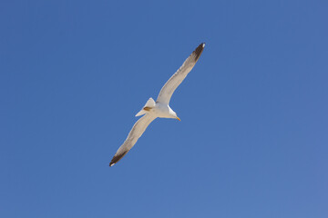 Fototapeta na wymiar Seagull, bird that is usually at sea.