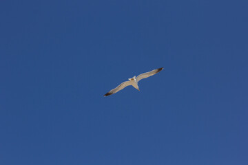 Seagull, bird that is usually at sea.