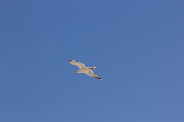 Obraz premium Seagull, bird that is usually at sea.