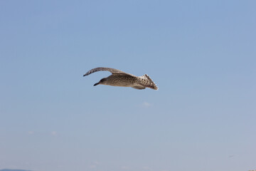 Seagull, bird that is usually at sea.