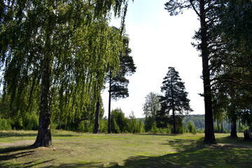 tree in the park