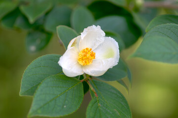 白い夏椿の花