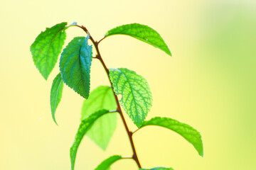 green vegetation details on green background