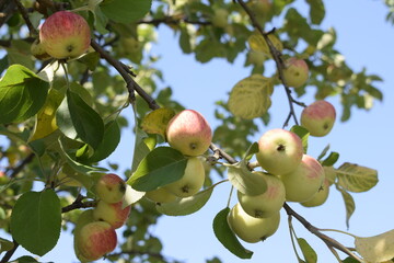 apples on tree