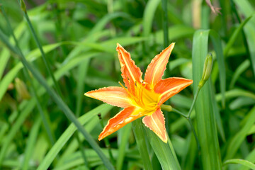 オレンジ色のノカンゾウの花