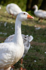 Domestic geese on a walk through the meadow