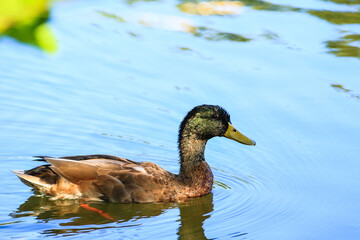 wild ducks on the lake near danube river in Germany