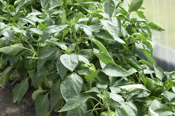 plants in the garden